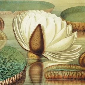 Victoria Regia or the Great Water Lily of America (Opening Flower) by William Sharp